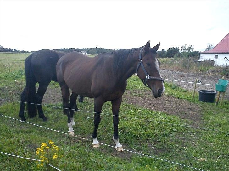 Fuldblod (XX) Ma Dame - Velkommen til Ma Dame´s profil billede 1