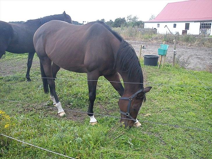 Fuldblod (XX) Ma Dame - Uff hvor det klør billede 2