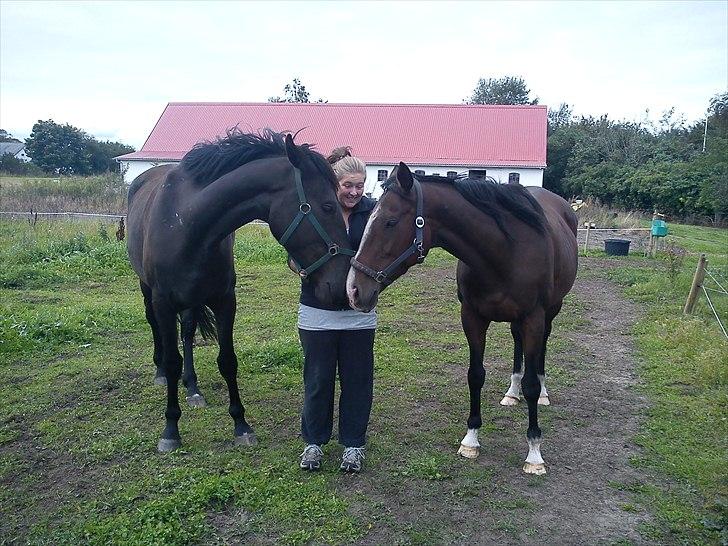 Fuldblod (XX) Ma Dame - Califf, min søster og Ma Dame billede 3