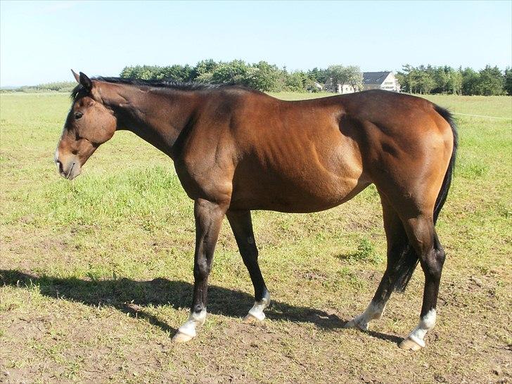 Fuldblod (XX) Ma Dame - Ma Dame på folden sommer ´10 billede 4