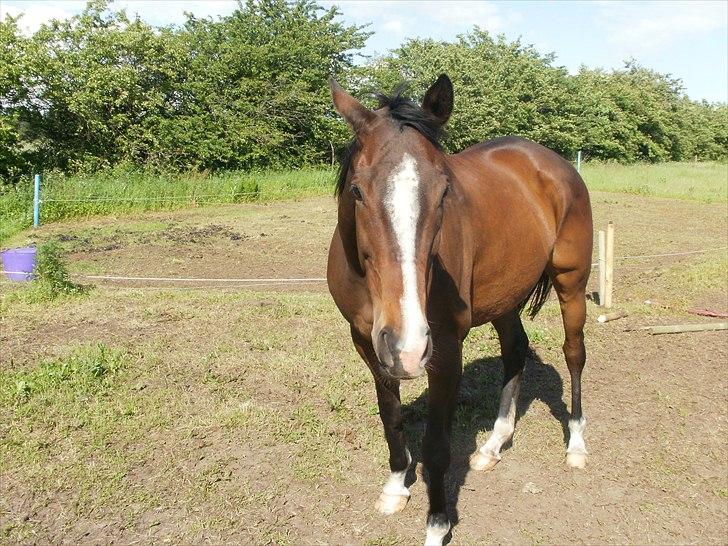 Fuldblod (XX) Ma Dame - Ma Dame havde tygget pælen over så den måtte skiftes :) billede 5