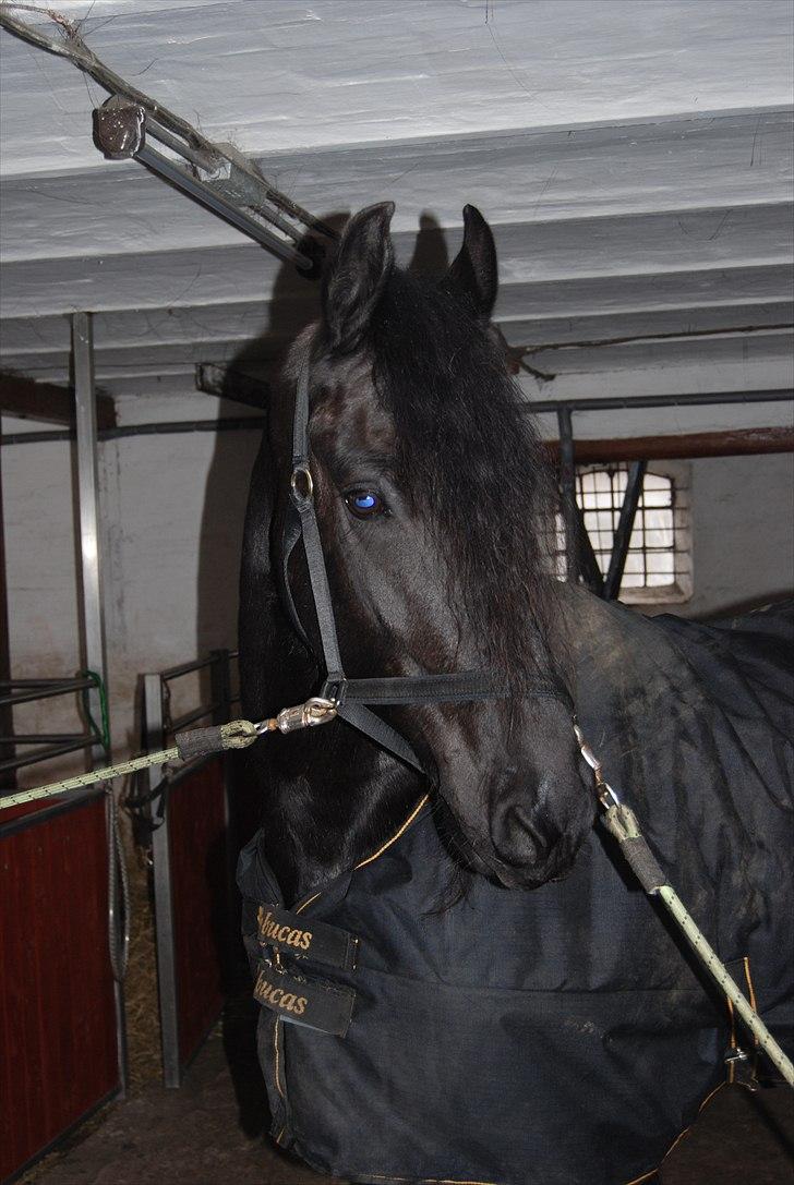 Frieser Jetse Fan Rewert STER - Smukke Jetse klar til stævne billede 15