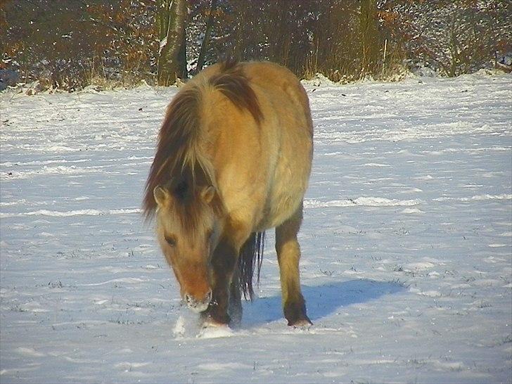 Anden særlig race Nali - Hvil i fred <3 billede 20