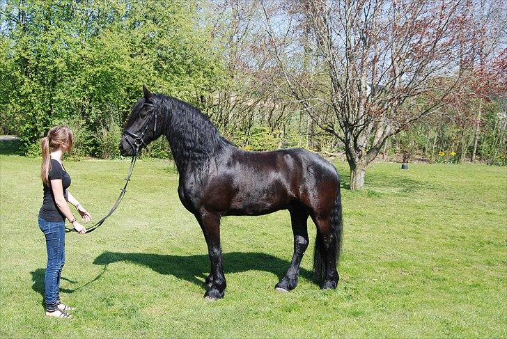 Frieser Jetse Fan Rewert STER billede 17