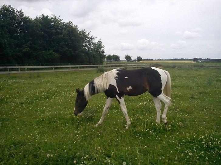 Pinto Søgaards Crelani - Mmm græs.. billede 17
