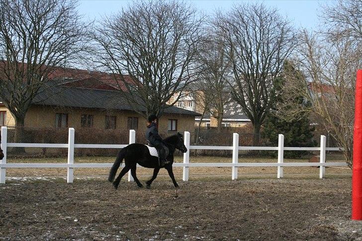 Anden særlig race Lucy - Også i Trav Foto mor billede 2