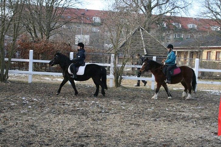 Anden særlig race Lucy - Også i Trav Foto mor billede 3
