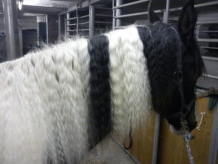 Pinto Søgaards Crelani - Hvem kaldte mig krølle? :D billede 18