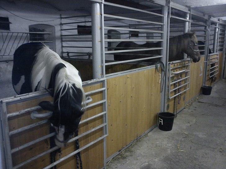 Pinto Søgaards Crelani - Vil bare gerne have fat i det her tov <3 billede 19