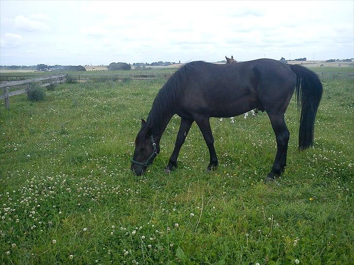 Anden særlig race Califf billede 16