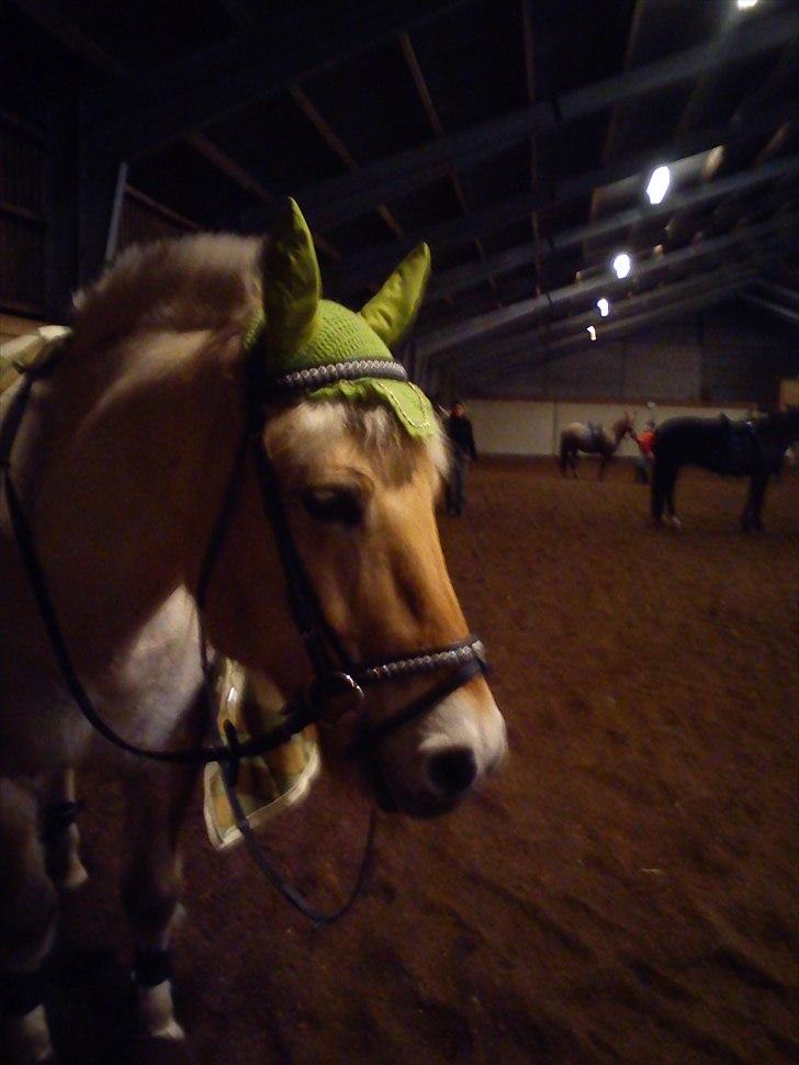 Anden særlig race Fenrik<3 tidl. rideskole* - efter en springtime på bassen ;D billede 18