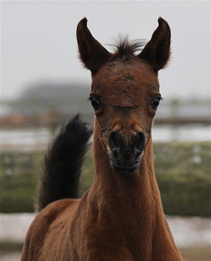 Arabisk fuldblod (OX) Eluniqa D. billede 2