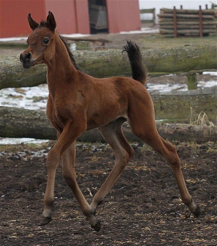 Arabisk fuldblod (OX) Eluniqa D. billede 3