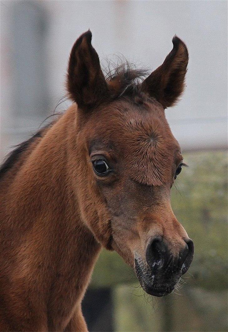 Arabisk fuldblod (OX) Eluniqa D. billede 4