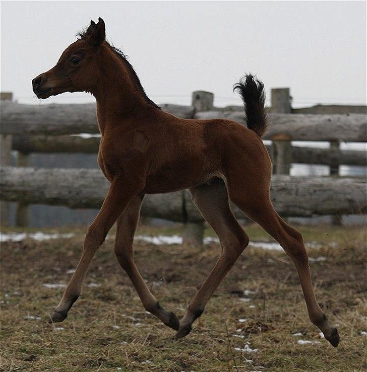 Arabisk fuldblod (OX) Eluniqa D. billede 5