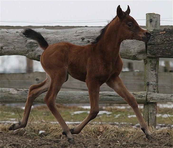 Arabisk fuldblod (OX) Eluniqa D. billede 6