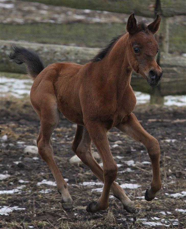 Arabisk fuldblod (OX) Eluniqa D. billede 7