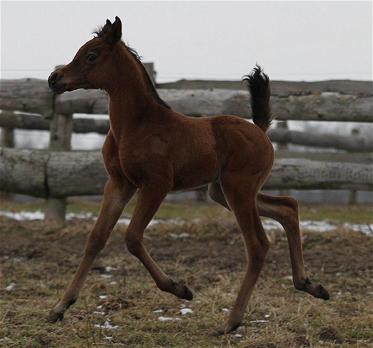 Arabisk fuldblod (OX) Eluniqa D. billede 8