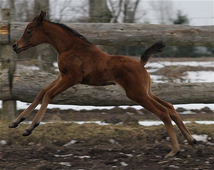 Arabisk fuldblod (OX) Eluniqa D. billede 9