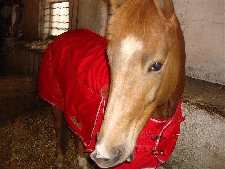 New Forest Jolly's Tanya *solgt* - Prutten <3 jeg elsker dig *-: billede 4