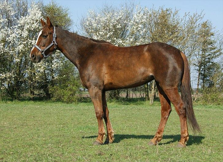 Standardbred Ona Cezz billede 1