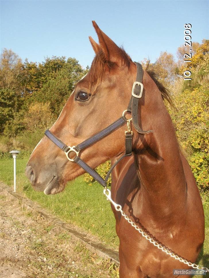 Standardbred Ona Cezz billede 2