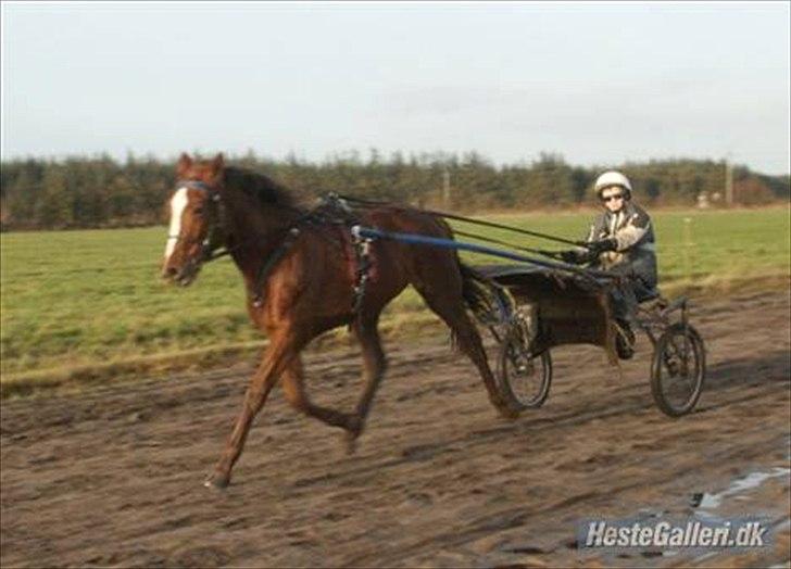 Standardbred Ona Cezz - Ona har allerede god fart og steg:) billede 5