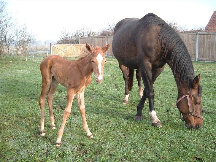 Standardbred Ona Cezz - Ona som baby og mor Valeur billede 7