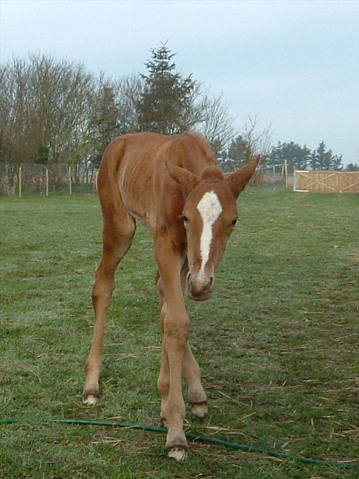 Standardbred Ona Cezz - Sjarmetrold, og kun en dag gammel. billede 9