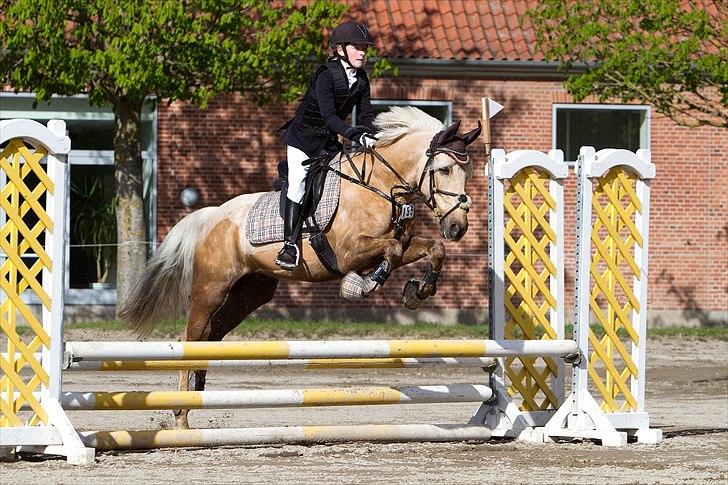 Irsk Sportspony Million Dollar Baby - NSPR maj 2010 billed købt af ctfoto billede 4