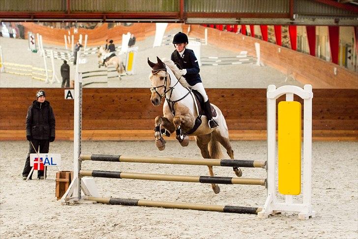 Irsk Sportspony Million Dollar Baby - F-kr d.12/12 2010 billed købt af ctfoto billede 5