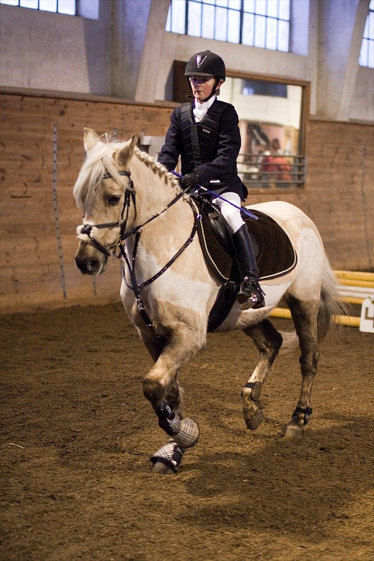 Irsk Sportspony Million Dollar Baby - NSPR 17/1 2010 billed købt af ctfoto billede 7