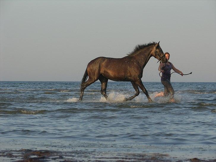 Dansk Varmblod SÅDAN Selina billede 1