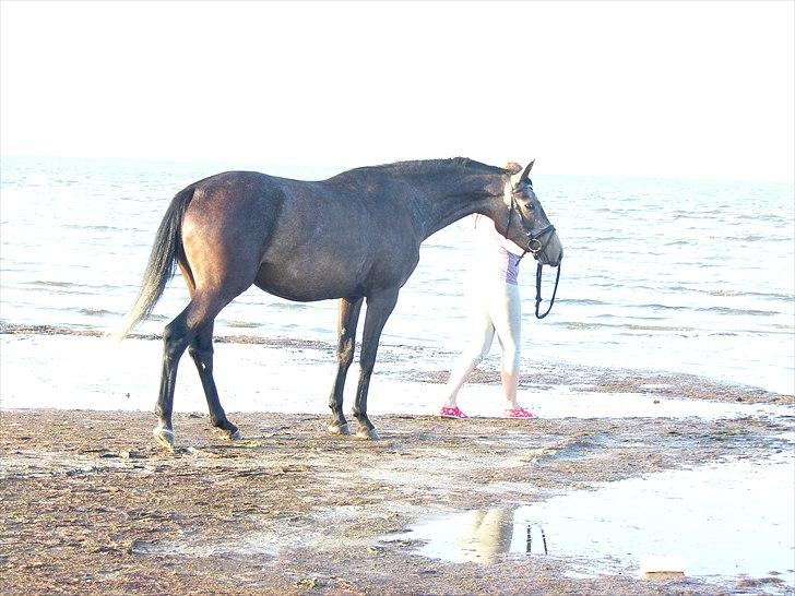 Dansk Varmblod SÅDAN Selina billede 2