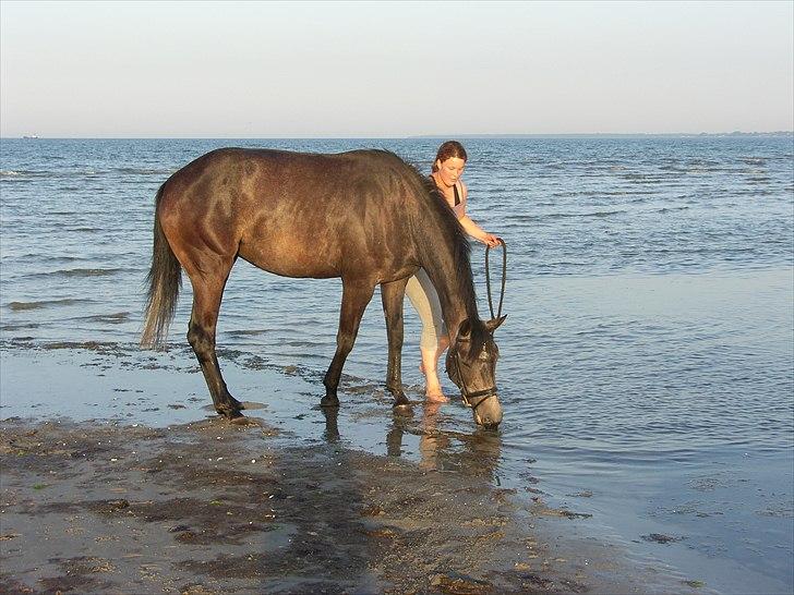 Dansk Varmblod SÅDAN Selina billede 3