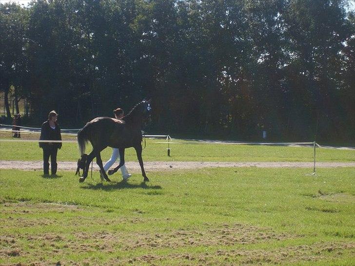 Dansk Varmblod SÅDAN Selina billede 4
