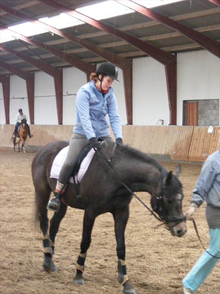 Dansk Varmblod SÅDAN Selina billede 5