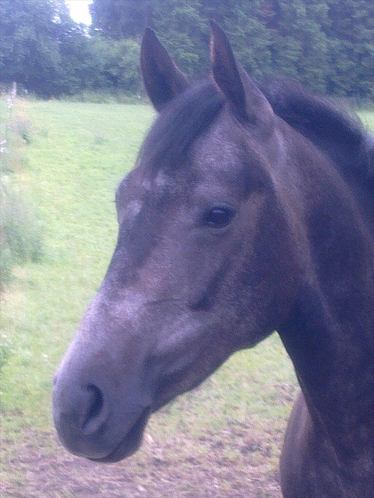 Dansk Varmblod SÅDAN Selina billede 6