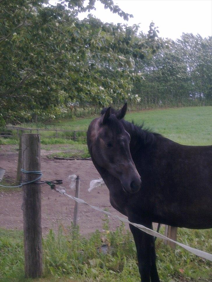 Dansk Varmblod SÅDAN Selina billede 7
