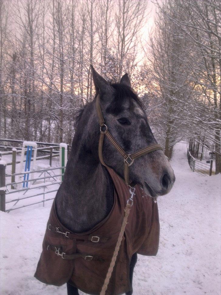 Dansk Varmblod SÅDAN Selina billede 8