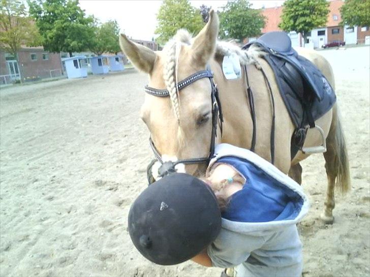 Irsk Sportspony Million Dollar Baby - Kys kys min lille prinz. Har lige fået ham, juni 2009 mobiloverførsel billede 10