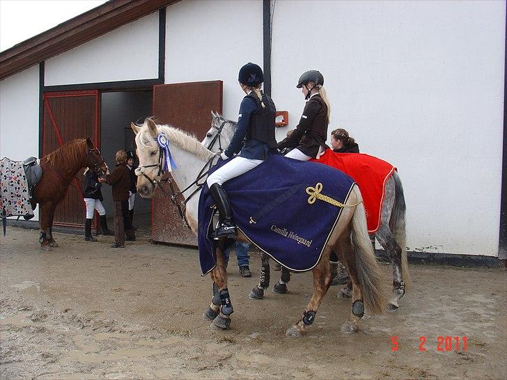 Irsk Sportspony Million Dollar Baby - F-kr januar 2011 mig og Jacqueline Kring Hansen hygger billede 12