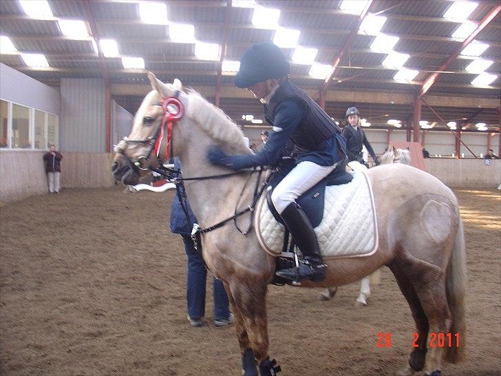 Irsk Sportspony Million Dollar Baby - Mbrk d.26/2 2011 klap klap dygtig ponze billede 13