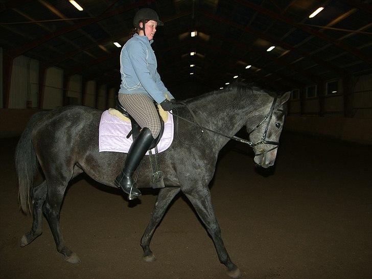 Dansk Varmblod SÅDAN Selina billede 9