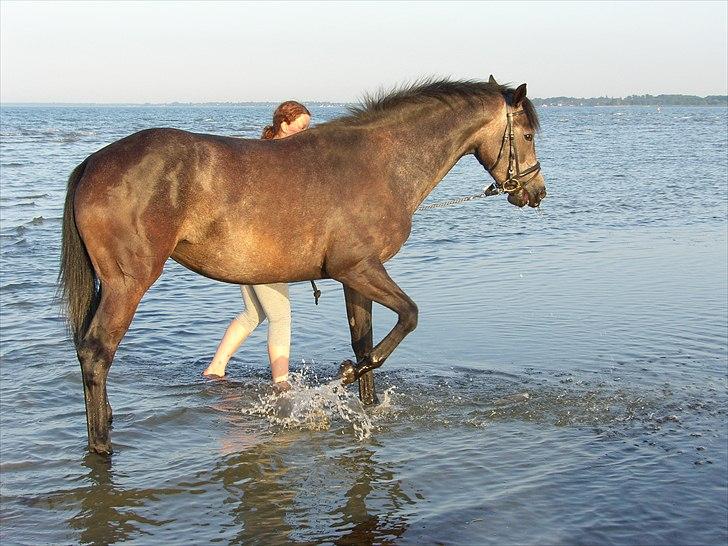 Dansk Varmblod SÅDAN Selina billede 10