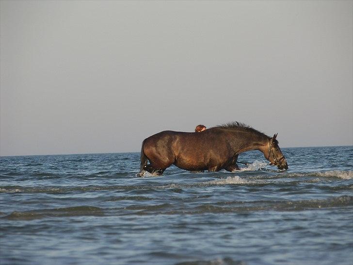 Dansk Varmblod SÅDAN Selina billede 11