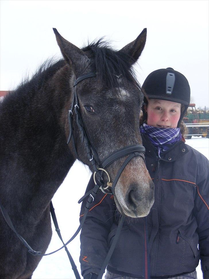Dansk Varmblod SÅDAN Selina billede 12