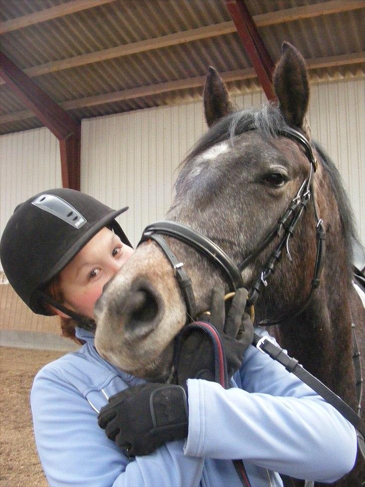 Dansk Varmblod SÅDAN Selina billede 13