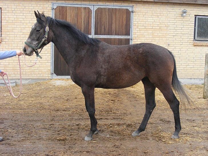 Dansk Varmblod SÅDAN Selina billede 14