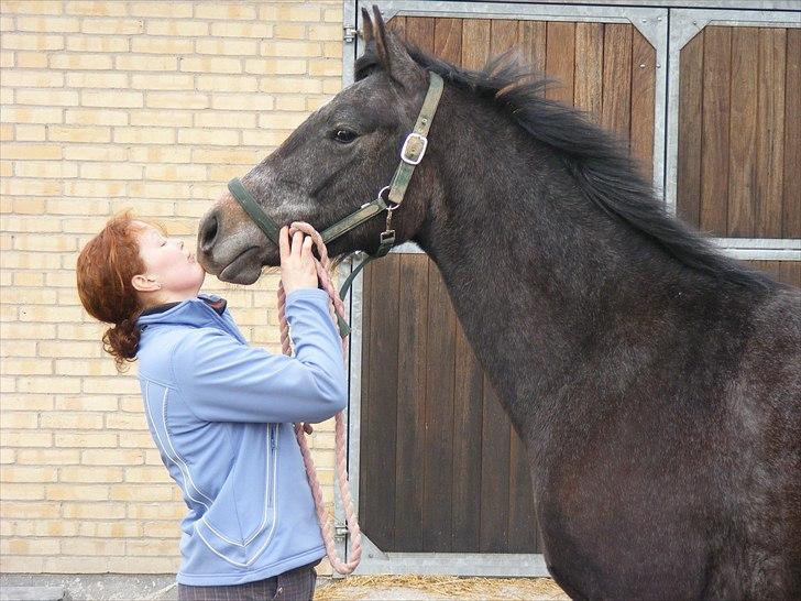 Dansk Varmblod SÅDAN Selina billede 15